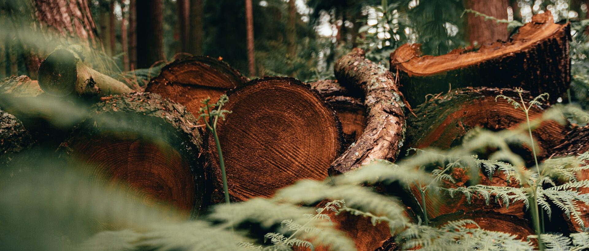 abattage arbre deforestation belgique france